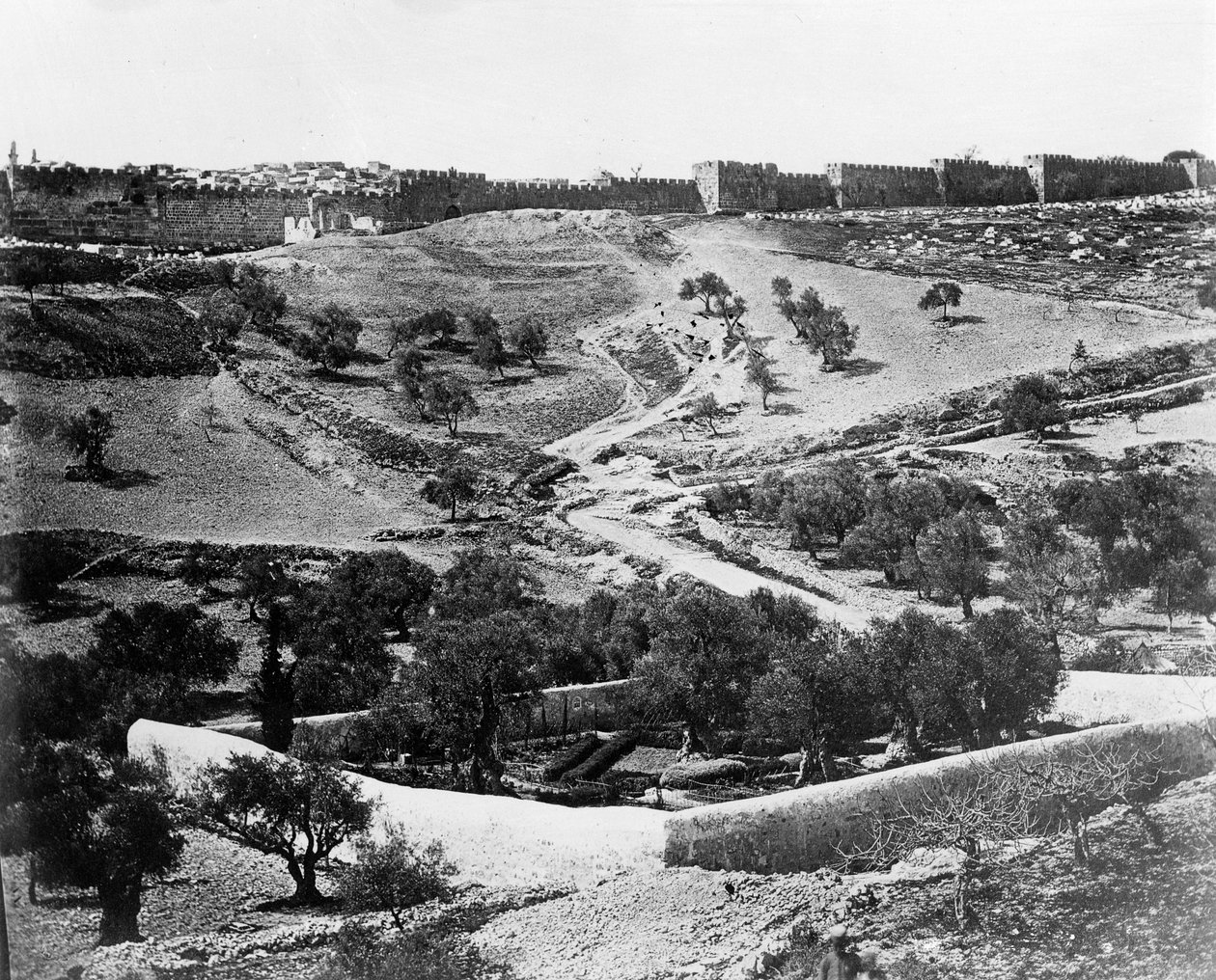 Getsemanská zahrada, 1857 od Felice Beato