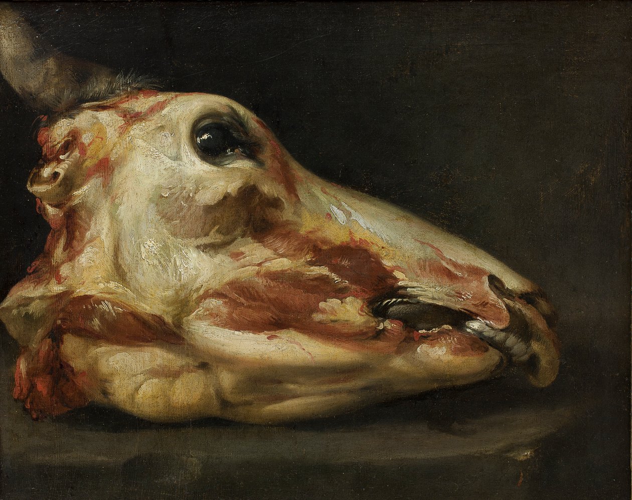 Skinned Head of a Young Bull, c.1690 (olej na plátně) od Felice Boselli