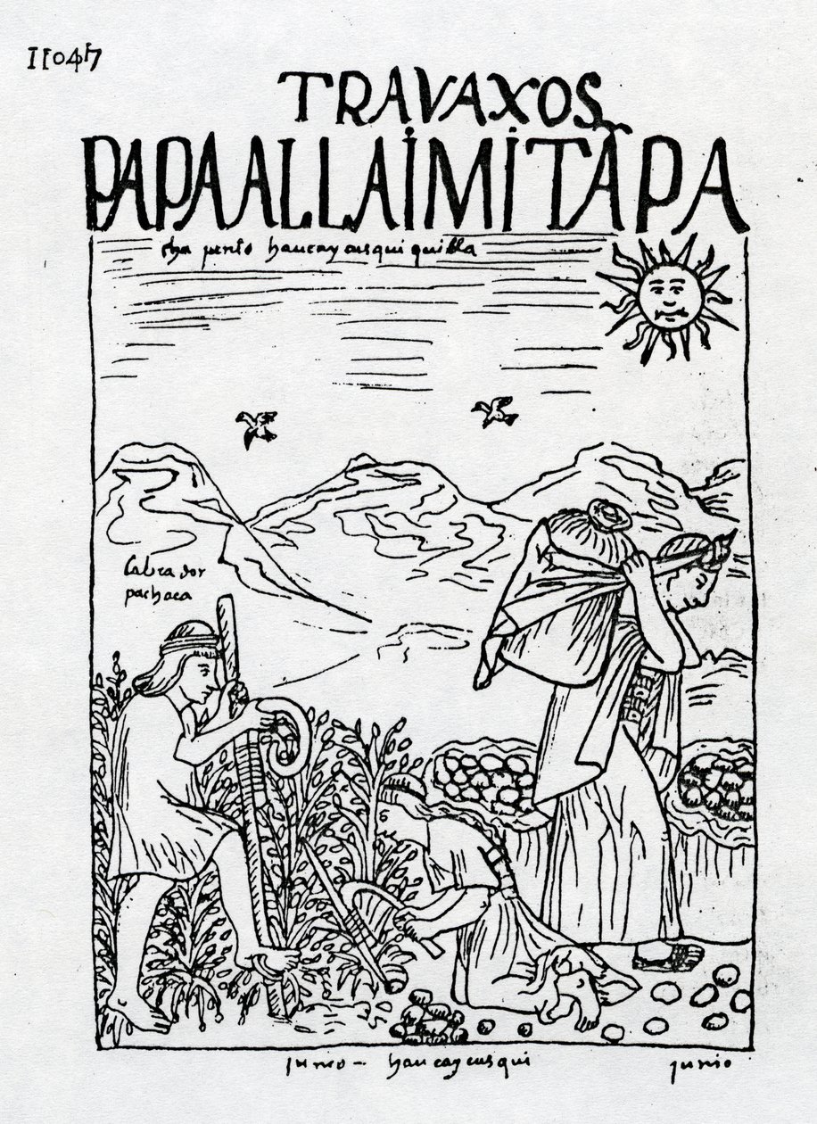 Měsíc červen, sklizeň brambor od Felipe Huaman Poma de Ayala