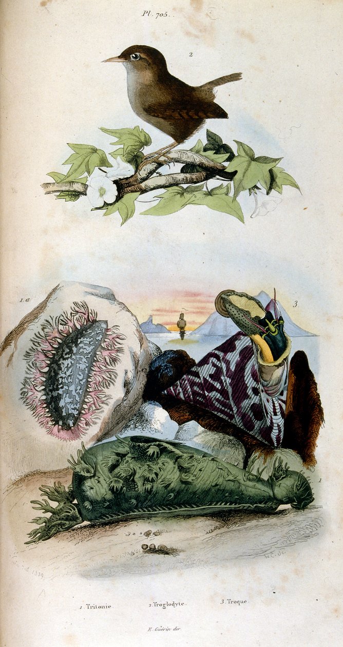 Botanické a zoologické ilustrace F. E. Guerin. Z Dictionnaire pittoresque d