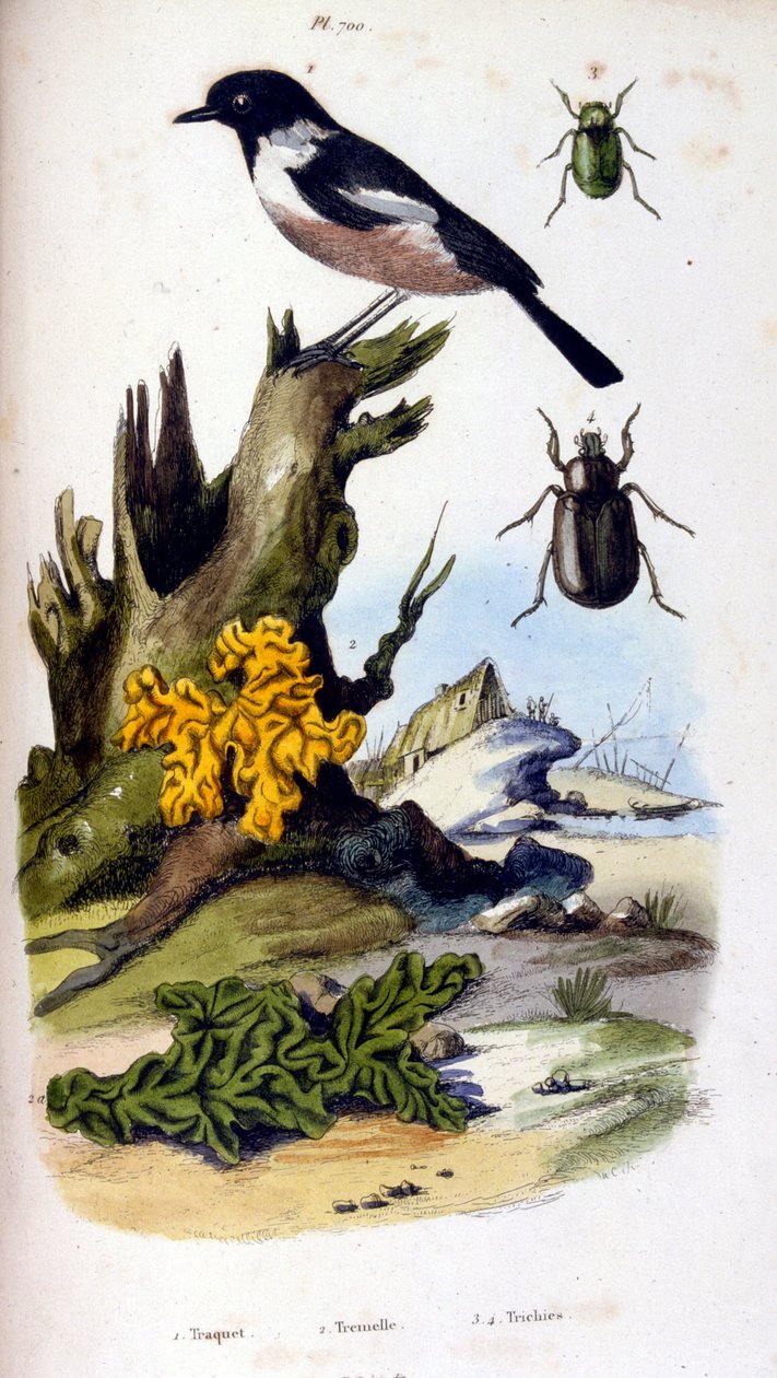 Botanické a zoologické ilustrace F. E. Guerin. Z Dictionnaire pittoresque d