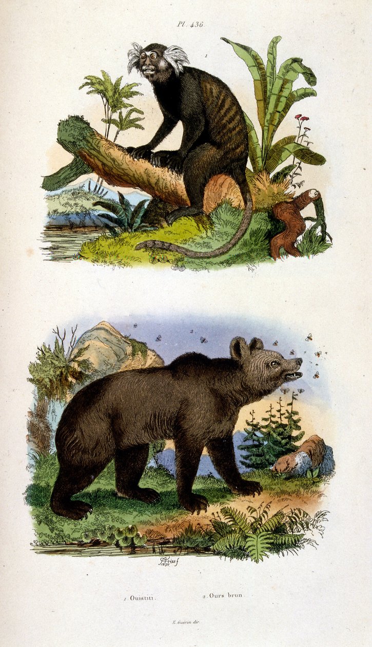 Botanické a zoologické ilustrace F. E. Guerin. Z Dictionnaire pittoresque d