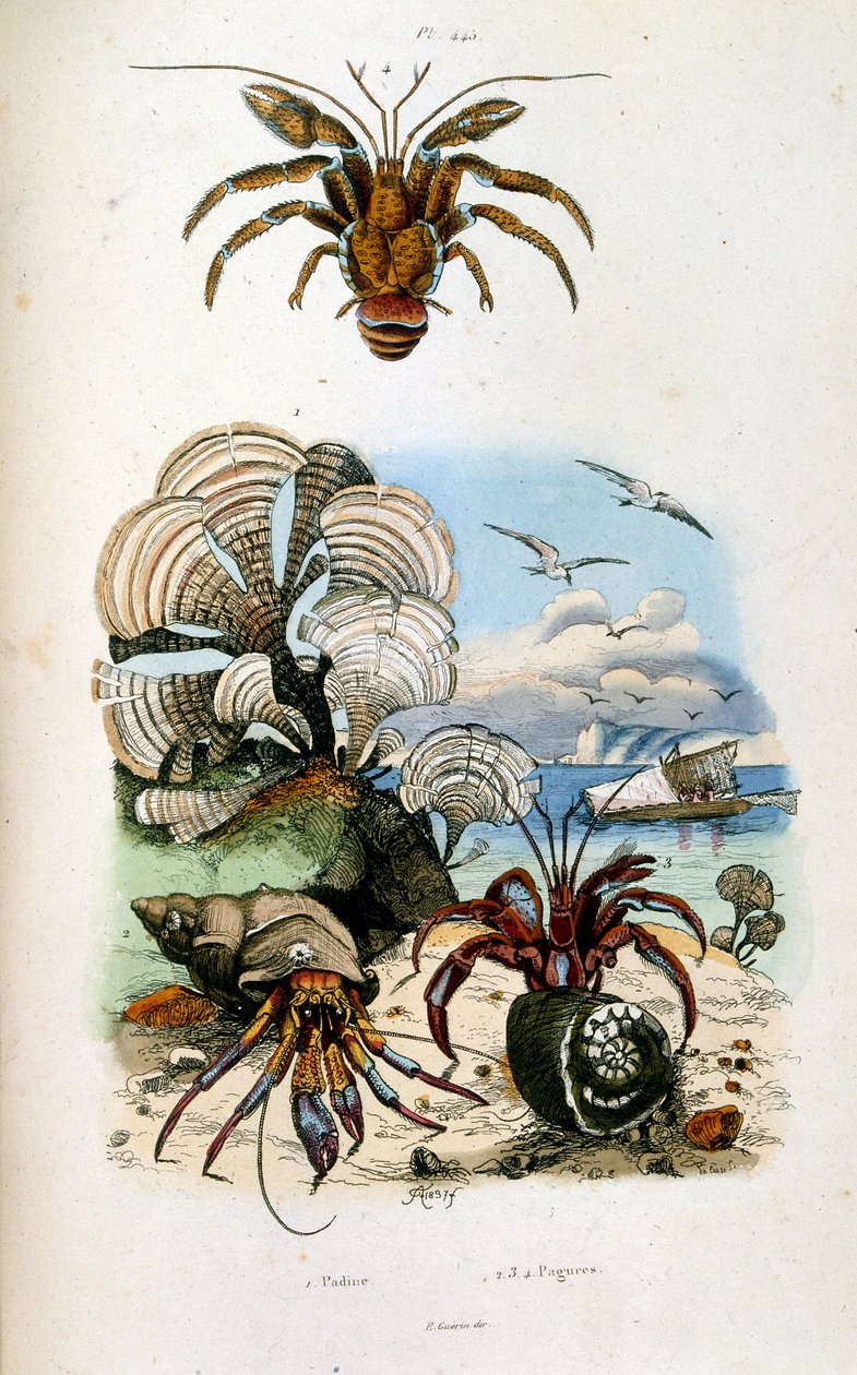 Botanické a zoologické ilustrace F. E. Guerin. Z Dictionnaire pittoresque d