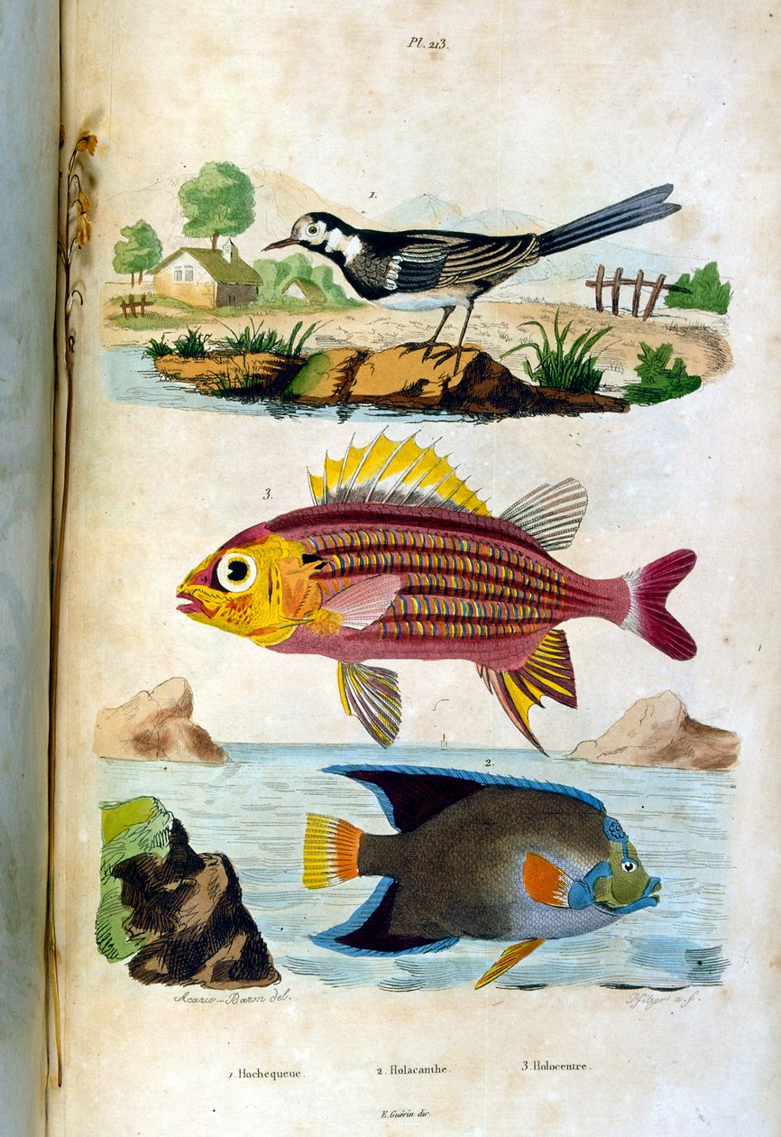 Botanické a zoologické ilustrace F. E. Guerin. Z Dictionnaire pittoresque d