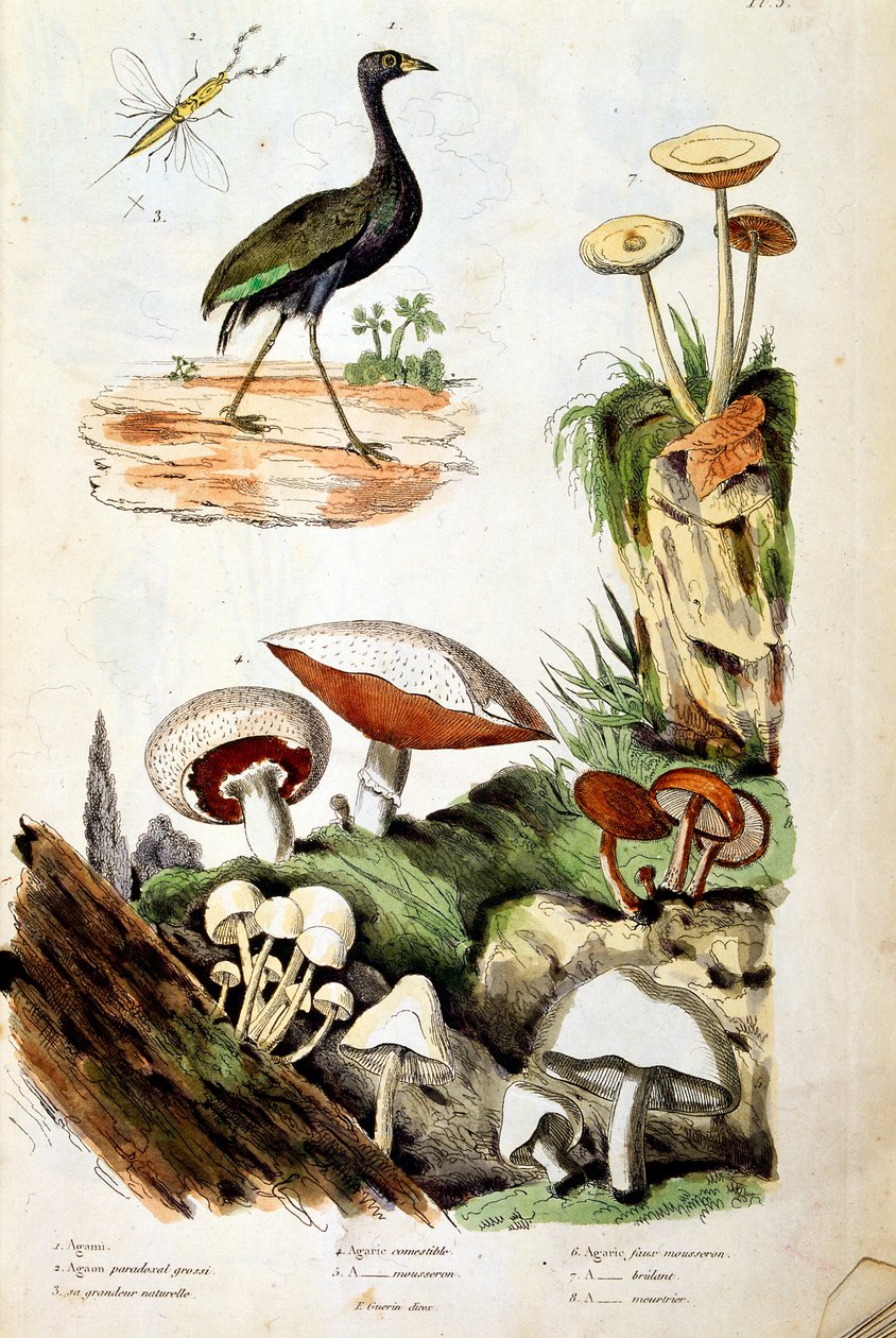 Botanické a zoologické ilustrace F. E. Guerin. Z Dictionnaire pittoresque d