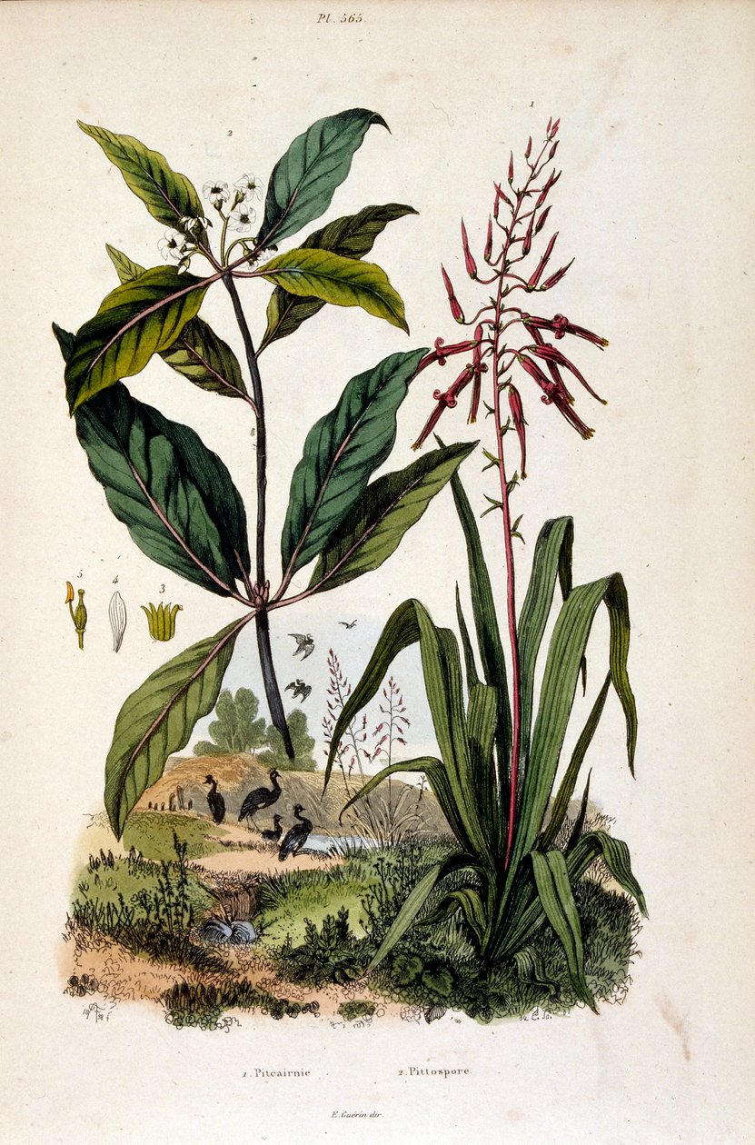 Botanická ilustrace F. E. Guerin. Z Dictionnaire pittoresque d