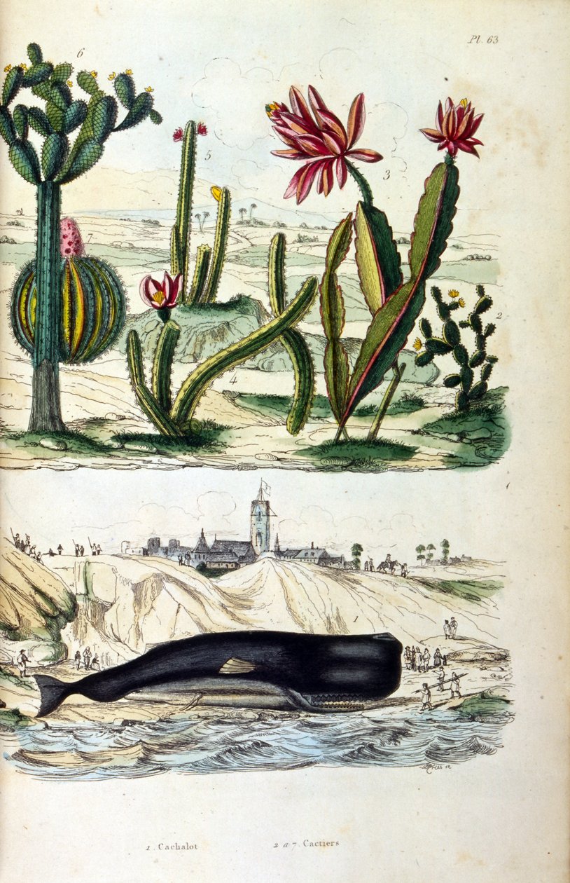 Ilustrace kaktusů a plážové velryby, z "Picturesque Dictionary of Natural History and Natural Phenomena" 19th (rytina) od Felix Edouard Guerin