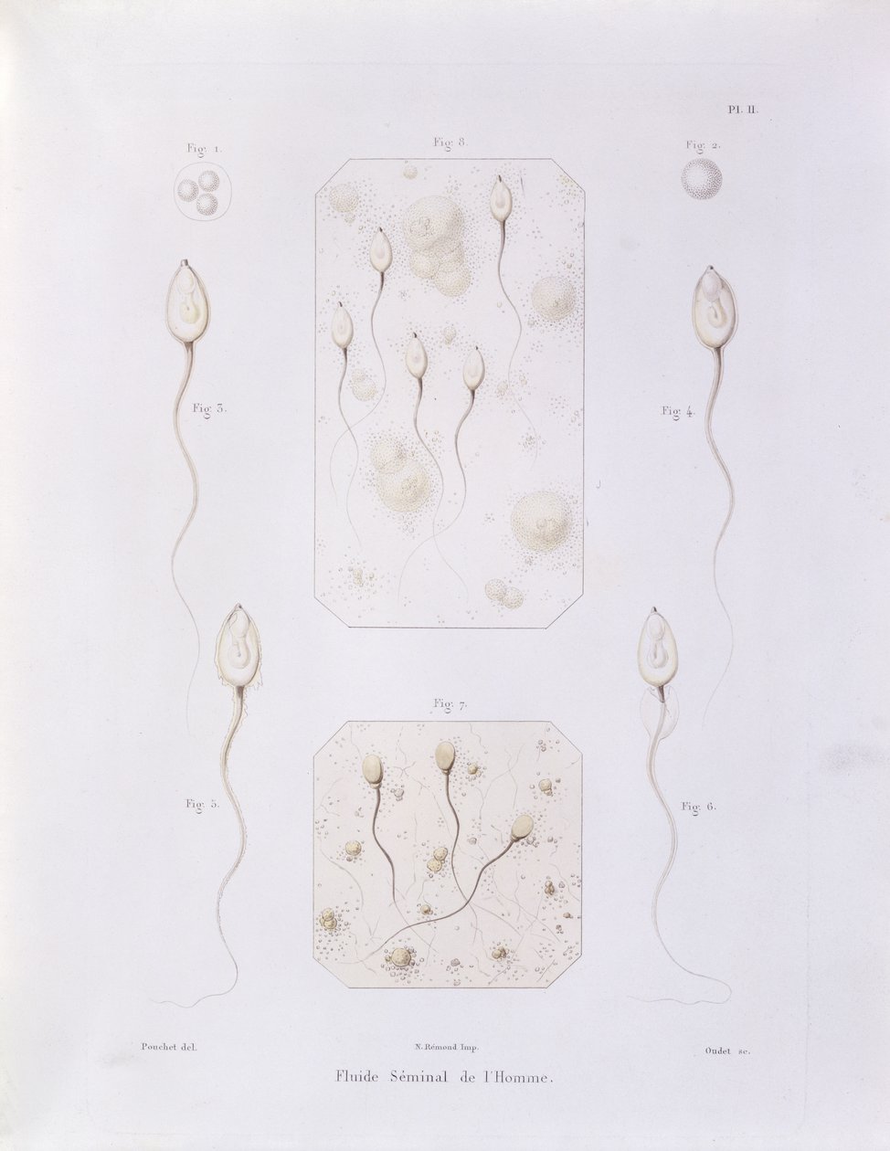 Seminální tekutina, z Theorie Positive de lOvulation Spontanee et de la Fecondation des Mammiferes et de lEspece Humaine od Felix-Archimede Pouchet (1800-72) rytý Oudet, Paříž, 1847 (barevná eng od Felix Archimede Pouchet
