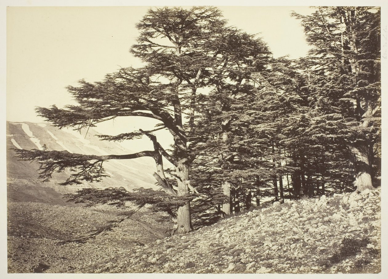 Libanonské cedry od Félix Bonfils