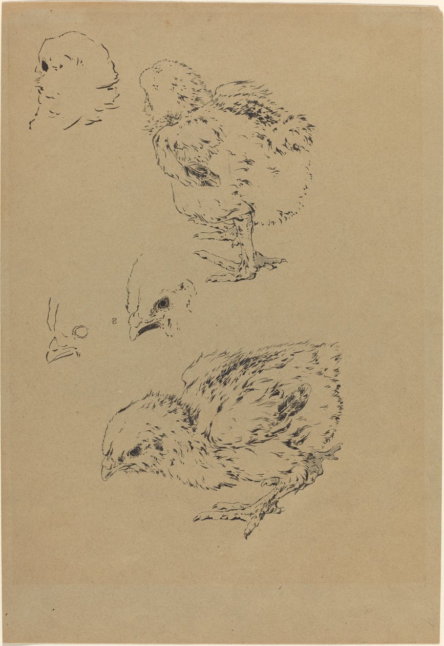 Kuřátka od Felix Bracquemond