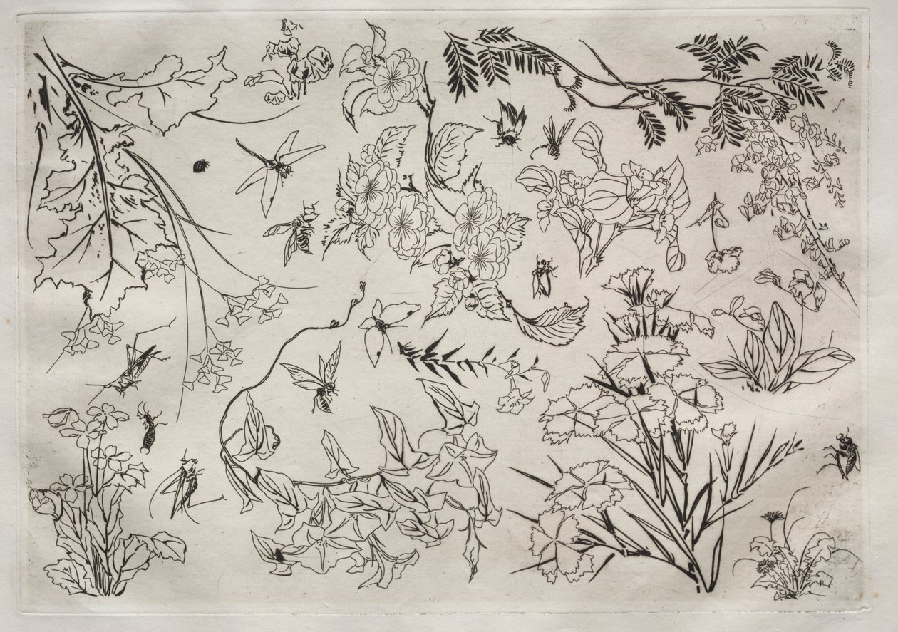 Večeře Služba Rousseau: Květiny č. 22, 1866. od Felix Bracquemond