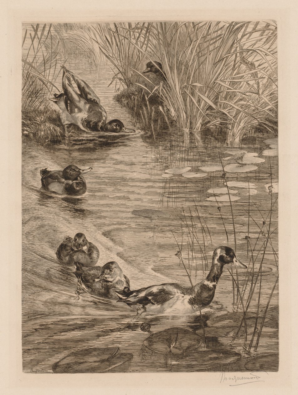 Kachny ve hře, c. 1870. od Felix Bracquemond