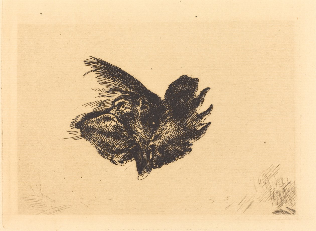Hlava kohouta od Felix Bracquemond