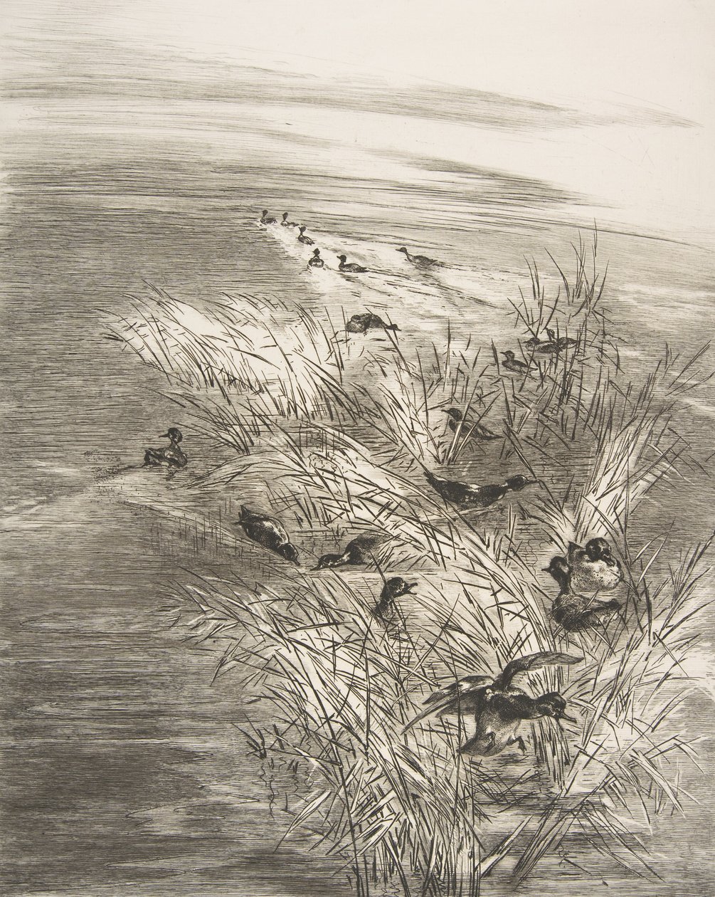 Rákos a čajka, 1882. od Felix Bracquemond