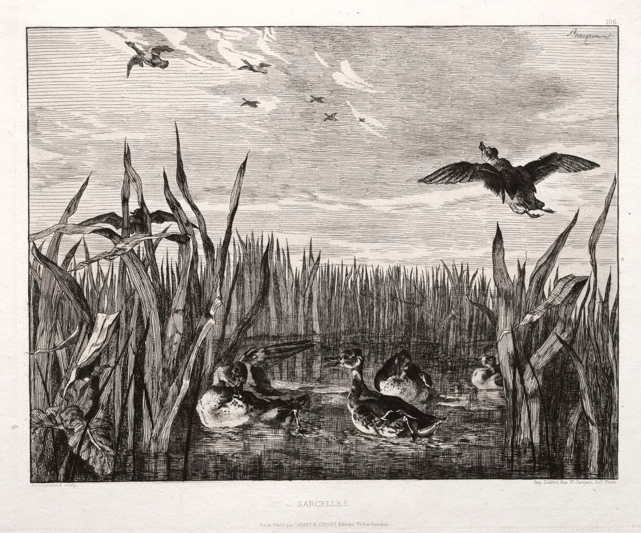 Teals od Felix Bracquemond