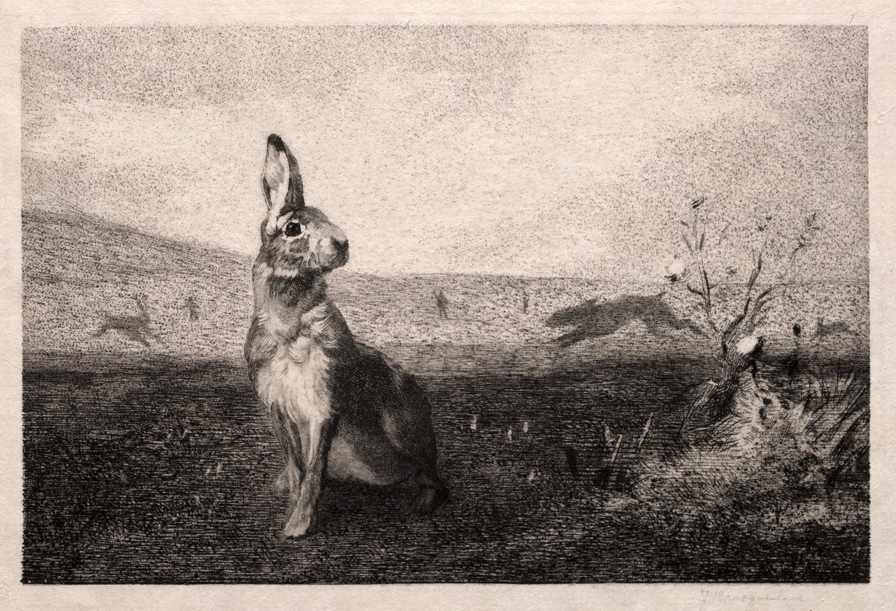 Zajíc (podle A. de Balleroy) od Felix Bracquemond