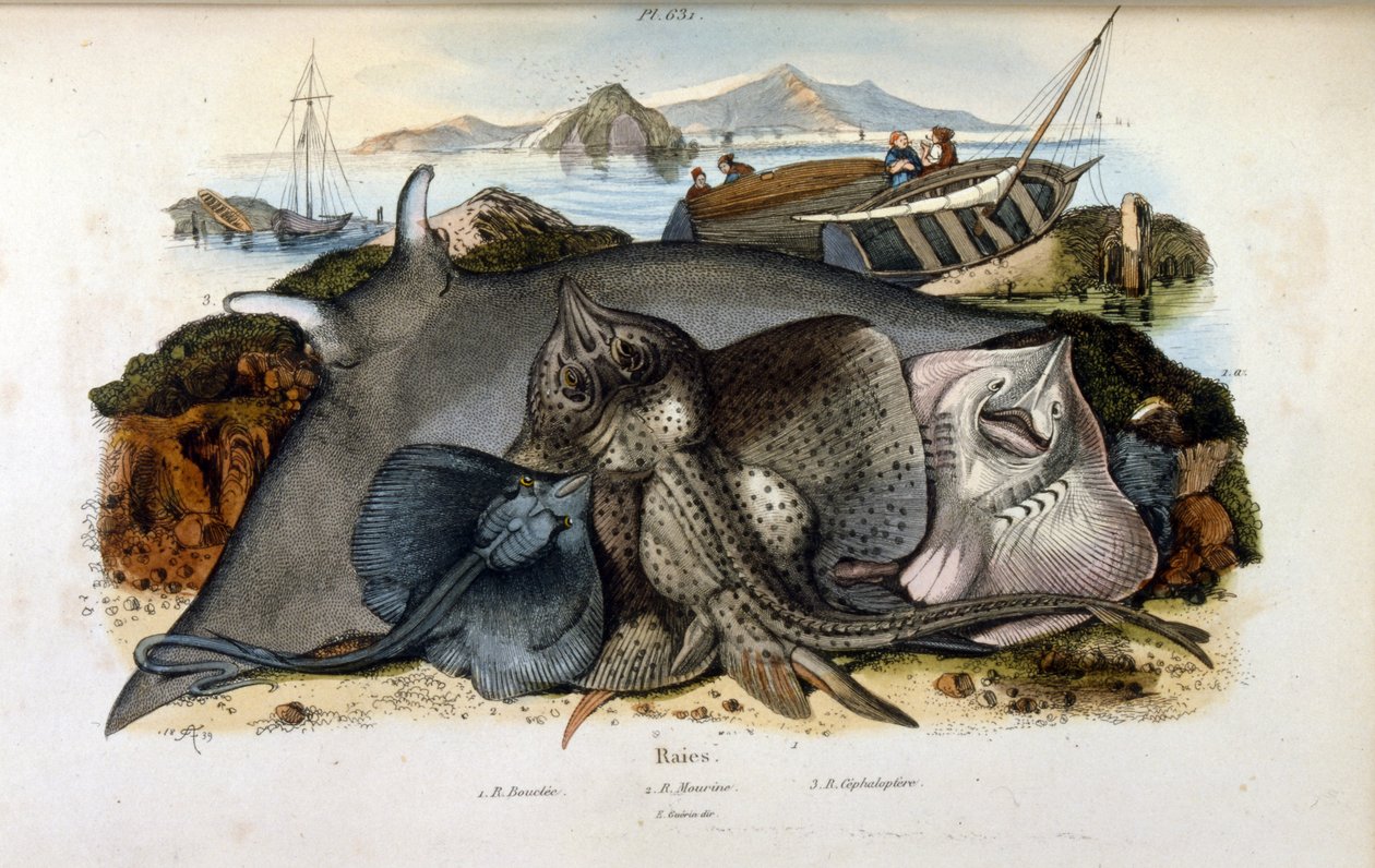 Ilustrace ryb Manta Ray. (chromolitograf z Malebného přírodopisného slovníku a přírodních jevů od Felixe-Edouarda Guerina od Felix Edouard Guerin