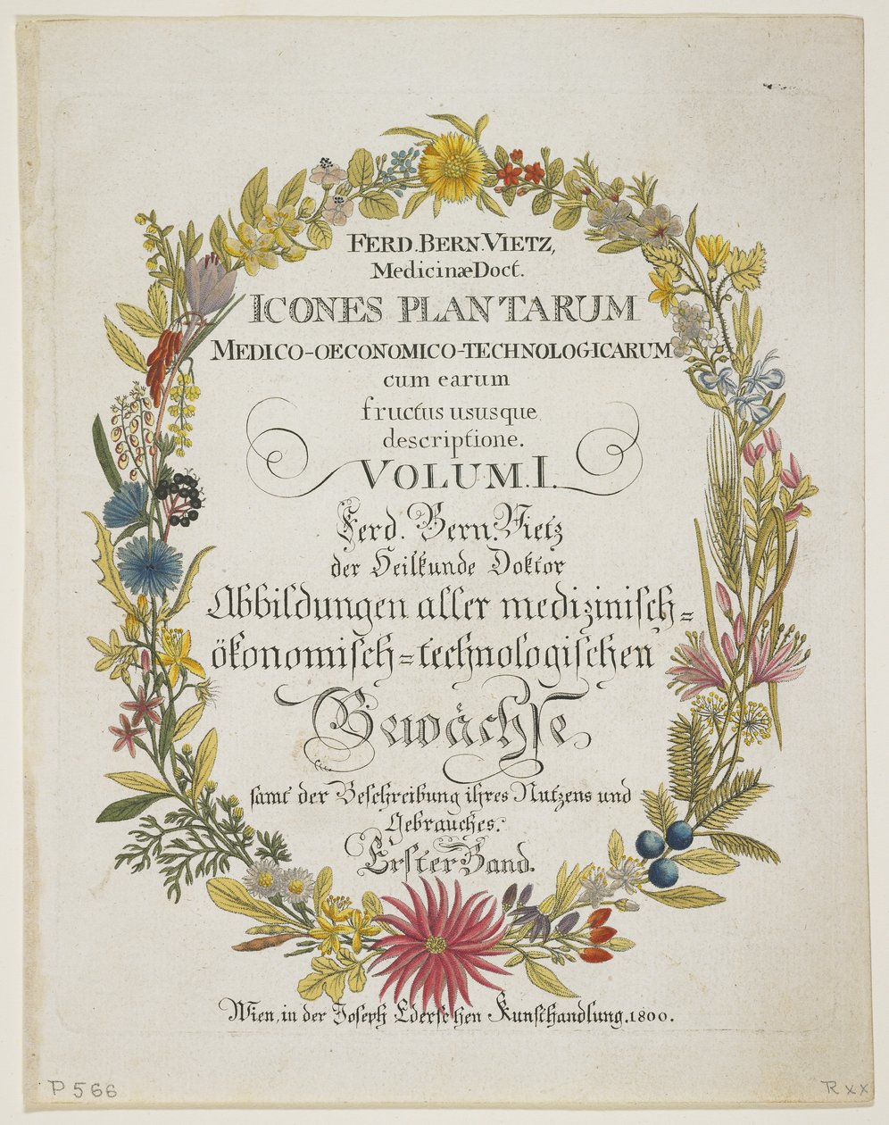 Frontispis a titulní list, svazek I, z knihy Icones Plantarum Medico-Oeconomico-Technologicarum cum Earum Fructus ususque Descriptione, 1800 (ručně kolorovaná rytina) od Ferdinand Bernhard Vietz