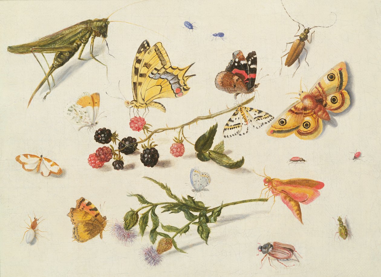 Studium hmyzu, květin a ovoce, 17. století od Ferdinand van Kessel