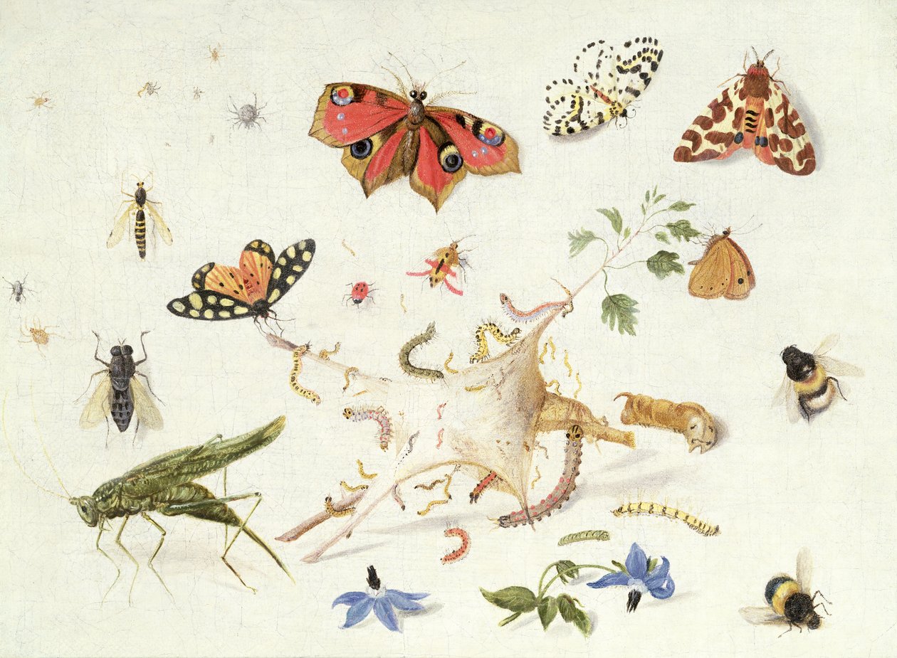 Studium hmyzu a květin (olej) od Ferdinand van Kessel