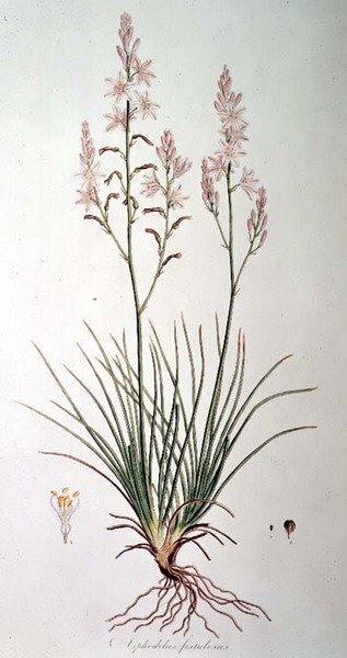 Asphodelus Fistulosus, z „Flora Graeca Sibthorpiana“, od Johna Sibthorpa (1758-96) 1806-40 od Ferdinand Bauer