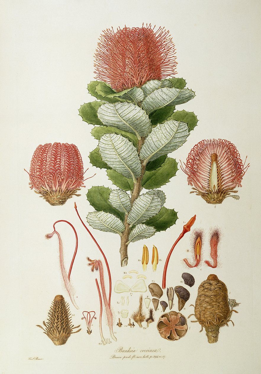 Banksia coccinea, z ‚Ilustrations of Flora Novaie Hollandiae‘, publikované v roce 1813 od Ferdinand Bauer