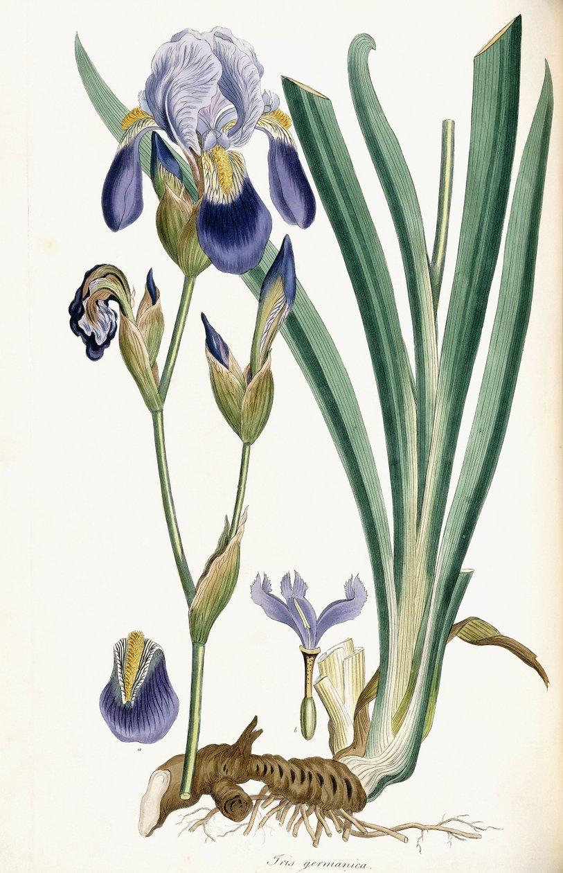 Iris Germanica, 1847 od Ferdinand Bauer