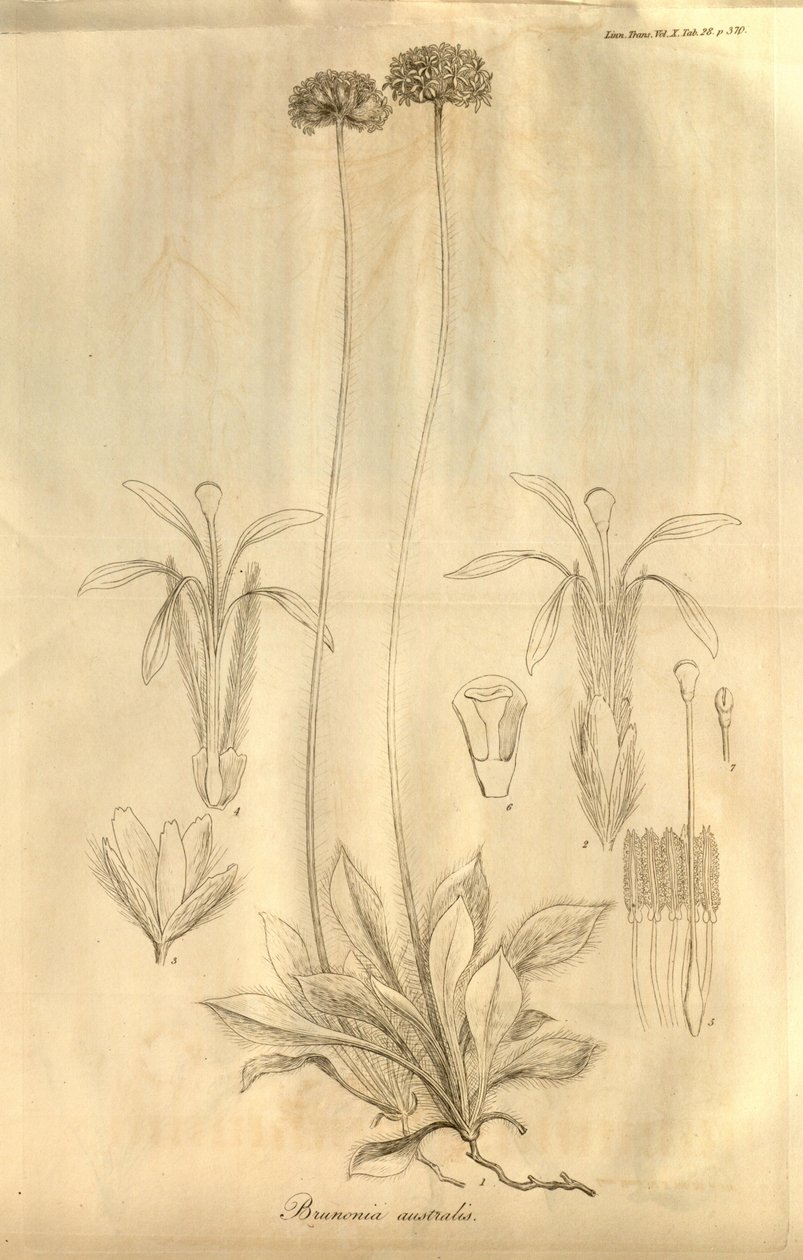Toto je Tab. 28 ze svazku X transakcí Linnean Society of London, publikovaného v roce 1811 od Ferdinand Bauer
