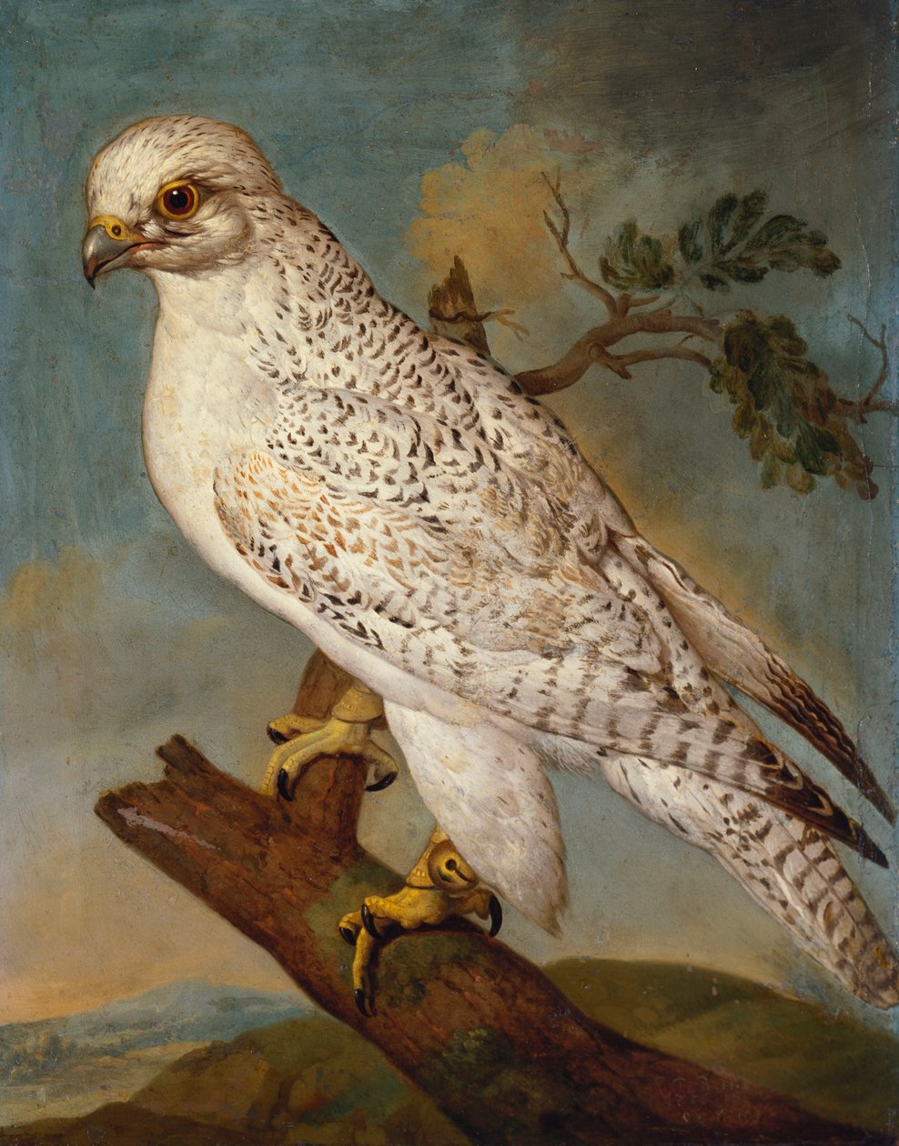 Sokol na větvi, 1736 od Ferdinand Phillip de Hamilton