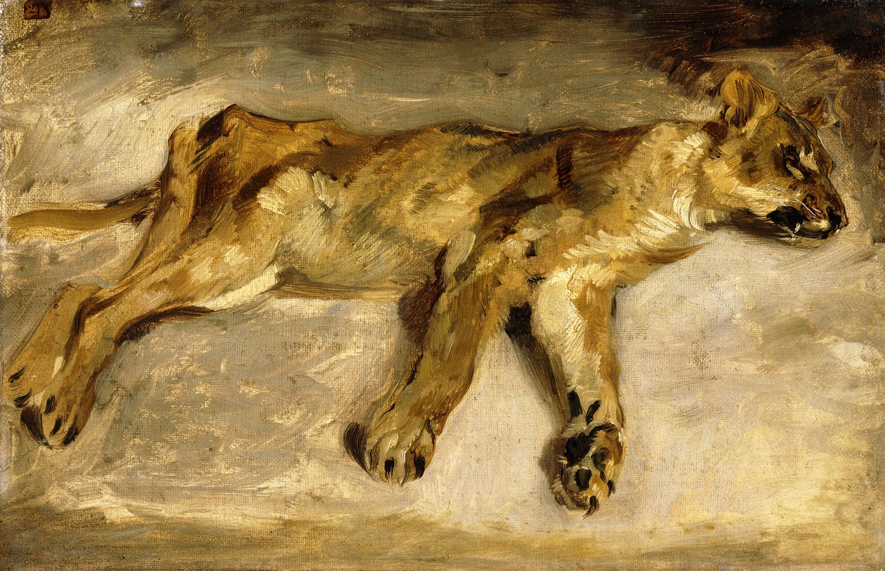 Spící lvice, kolem roku 1830 od Ferdinand Victor Eugene Delacroix