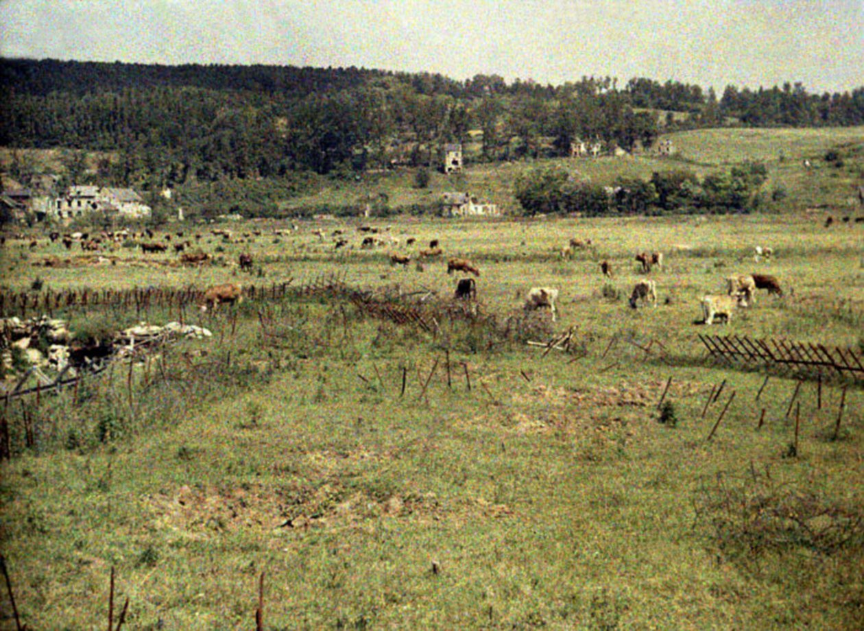 Dobytek francouzské armády pasoucí se mezi ostnatým drátem a zákopy poblíž Vauxrot, Soissons, Aisne, Francie, 1917 (autochrom) od Fernand Cuville