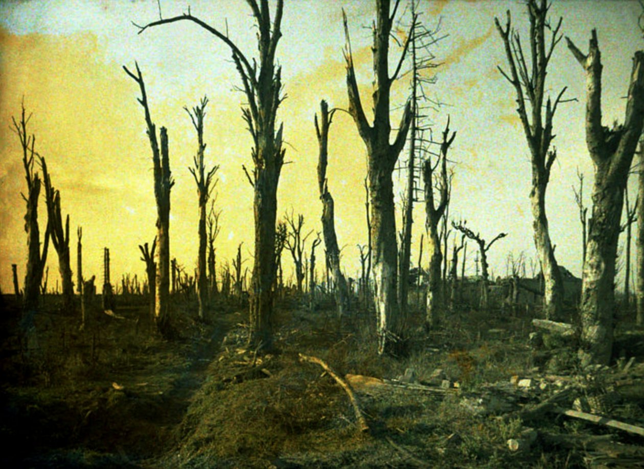 Stromy zničené během bitvy, Chaulnes, Somme, Francie, 1917 (autochrom) od Fernand Cuville