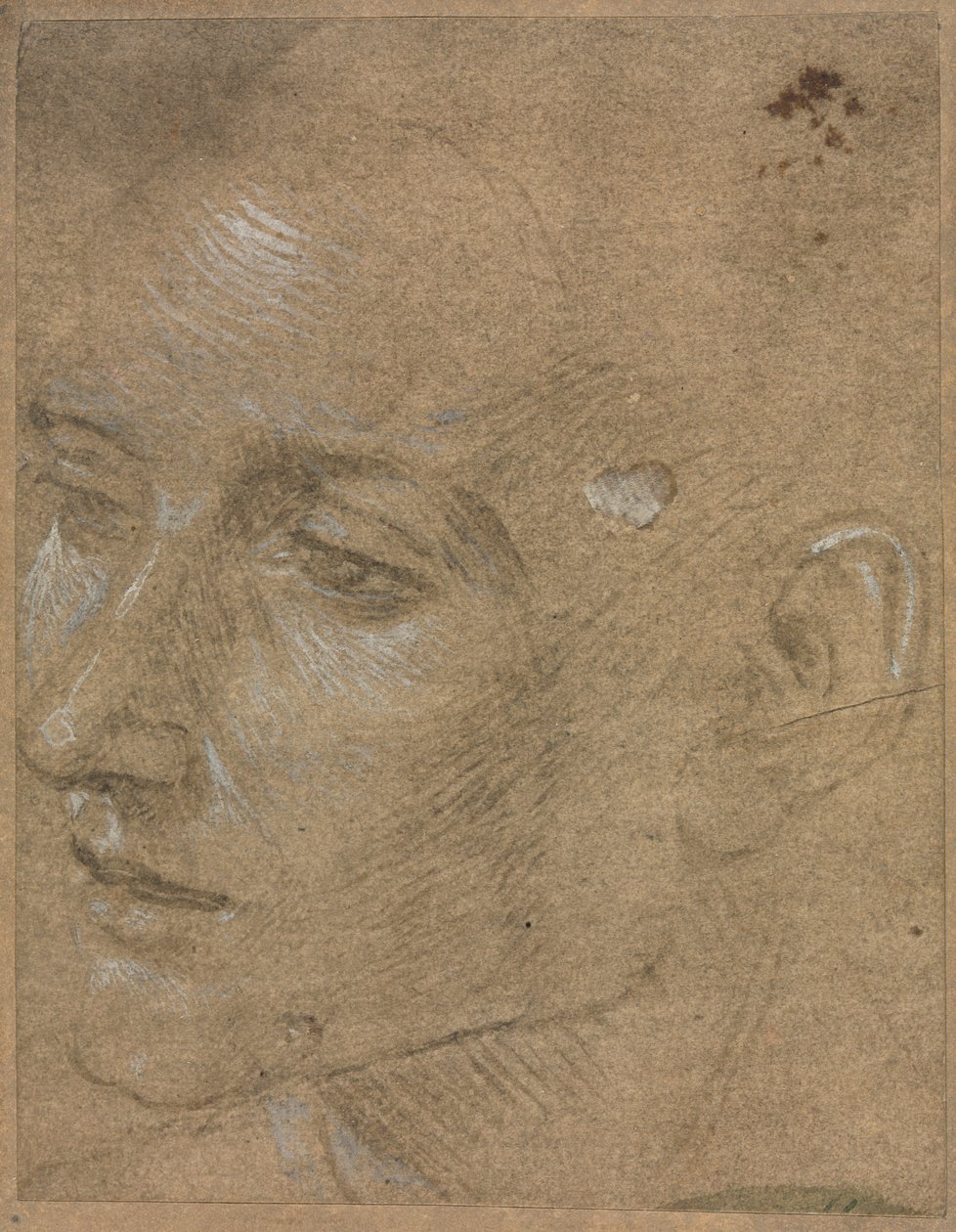 Hlava mladého muže od Filippino Lippi