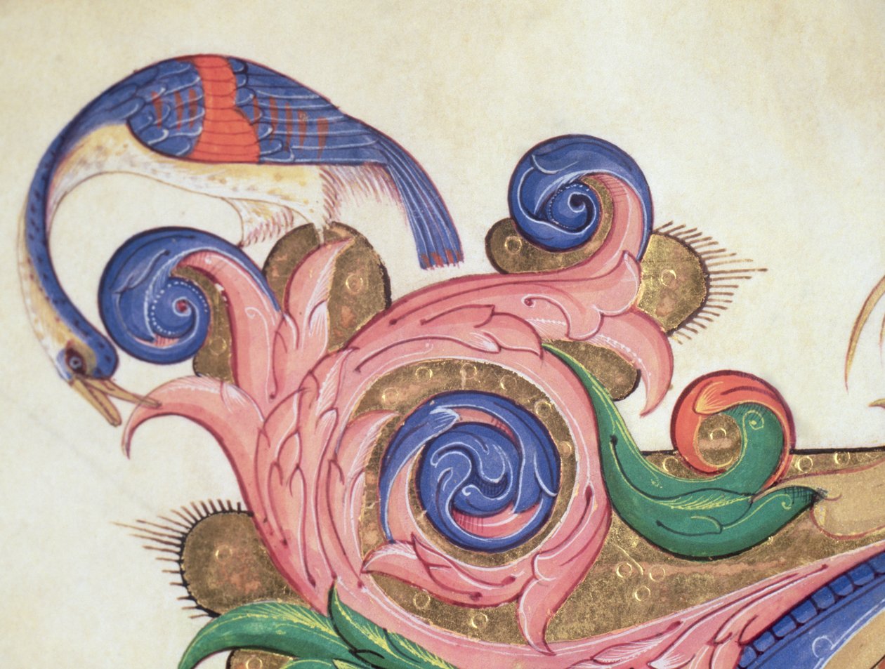 Misál 515 f.169r Fantastický pták prohlížející se kolem listů, detail dekorace kolem historické iniciály ze sborové knihy provedené před rokem 1449 detail pergamenu 56720 od Filippo di Matteo Torelli