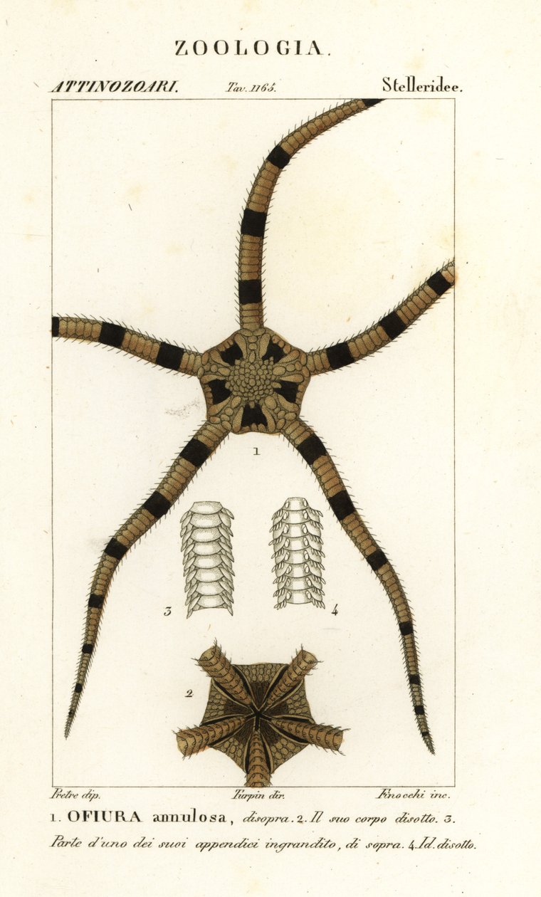 Křehký hvězdicový ostnokožec, Ophiomastix annulosa, Ophiura annulosa od Finocchi Finocchi