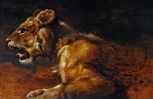 Studie mladého lva, škola v Antverpách, kolem roku 1640 (olej na panelu) od Flemish School