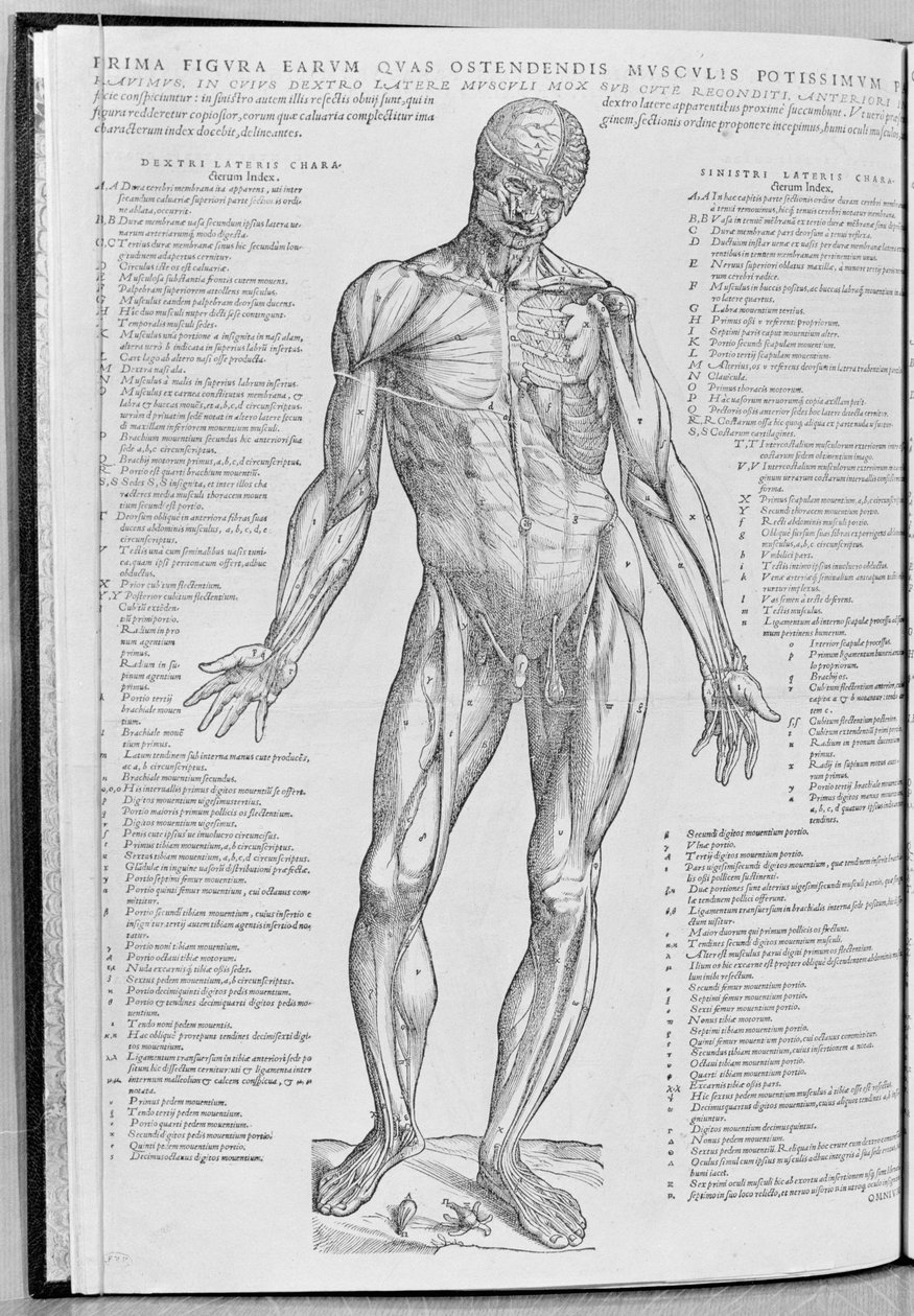 Anatomická studie, ilustrace z The Epitome of the Human Body od Andrease Sheldona (1514-64) publikovaná v Basileji, 1543 od Flemish School