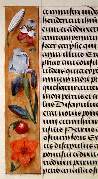 Paní 1058-1975, f.16v: detail květinového okraje z Knihy hodin, cca 1500 (vellum) od Flemish School