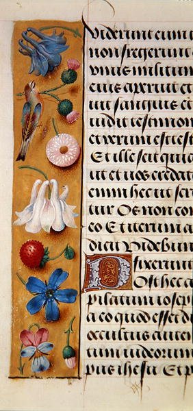 Ms. 1058-1975, f.22v: detail květinového okraje z Knihy hodin, cca 1500 (vellum) od Flemish School