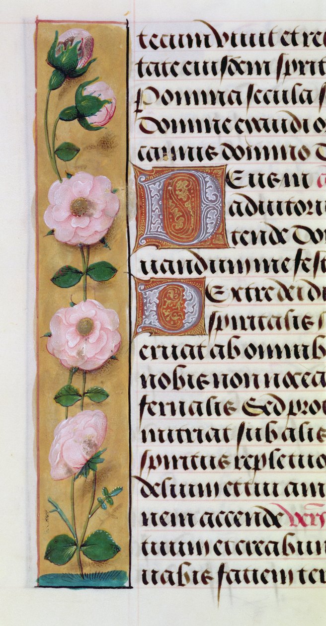 Ms. 1058-1975, f.34v: detail květinového okraje z Knihy hodin, cca 1500 od Flemish School