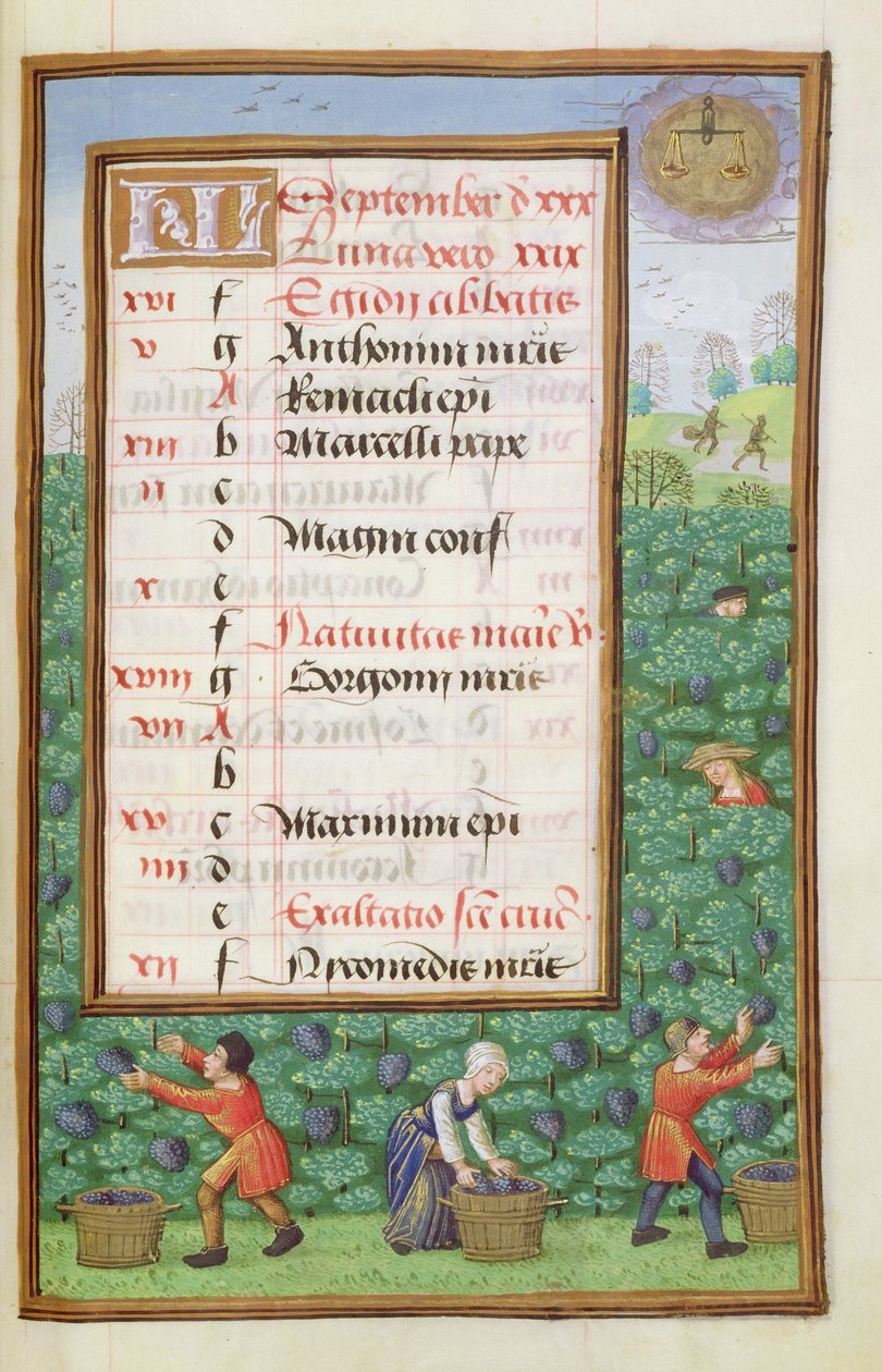 Ms 1058-1975 f9r Gathering Grapes, osvětlená stránka kalendáře na září, z Knihy hodin, cca 1500 od Flemish School