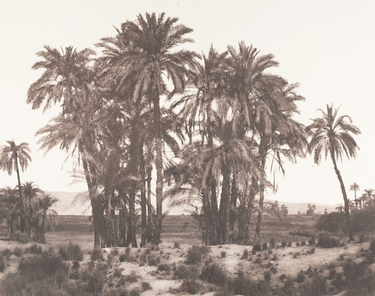 Karnak, Skupina datlových palem při pohledu z bodu A, 1851-52, vytištěno 1853-54. od Félix Teynard