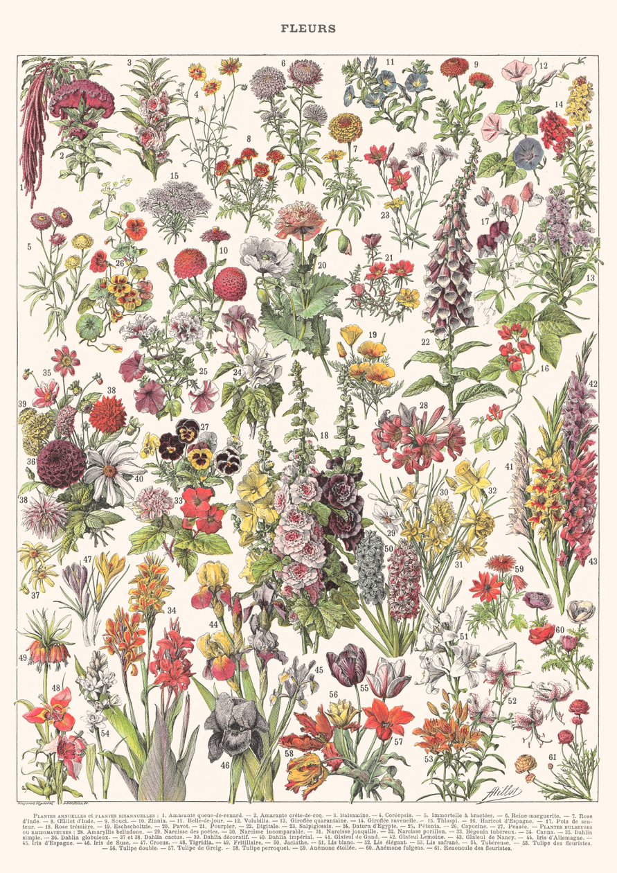 Fleur I – ASTER EDITION, 2023 (digitální) od Florent Bodart