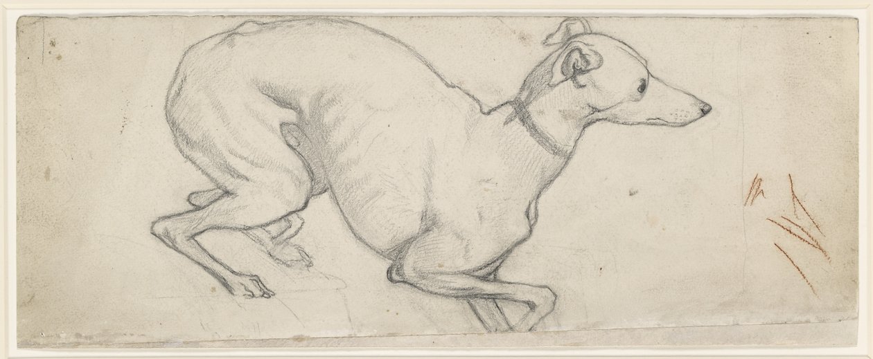 Studie chrta (grafit na špinavě bílém papíře) od Ford Madox Brown