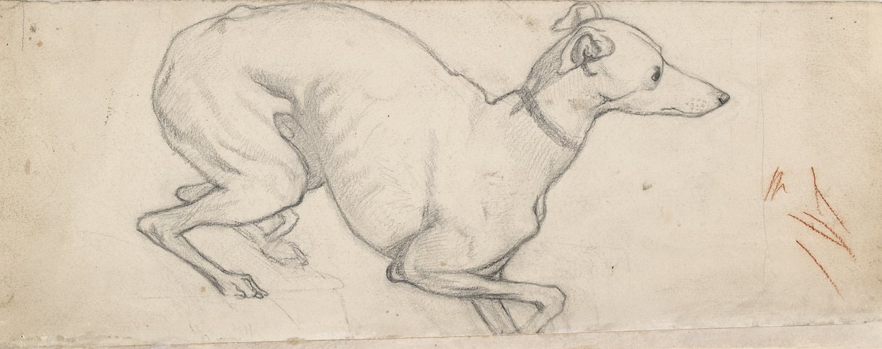 Studie chrta, polovina 19. století od Ford Madox Brown