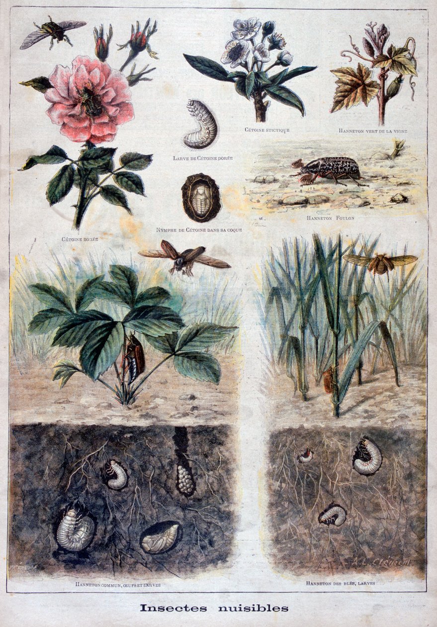 Škodlivý hmyz, 1897 od Fortuné Méaulle