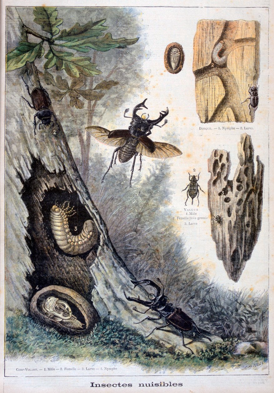 Škodlivý hmyz, 1897 od Fortuné Méaulle