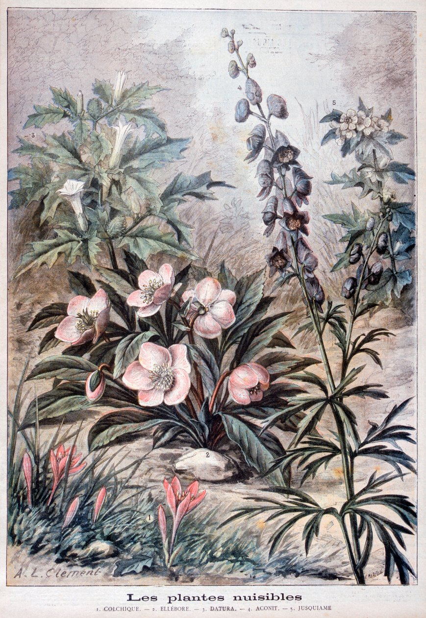 Škodlivé rostliny, 1897 od Fortuné Méaulle