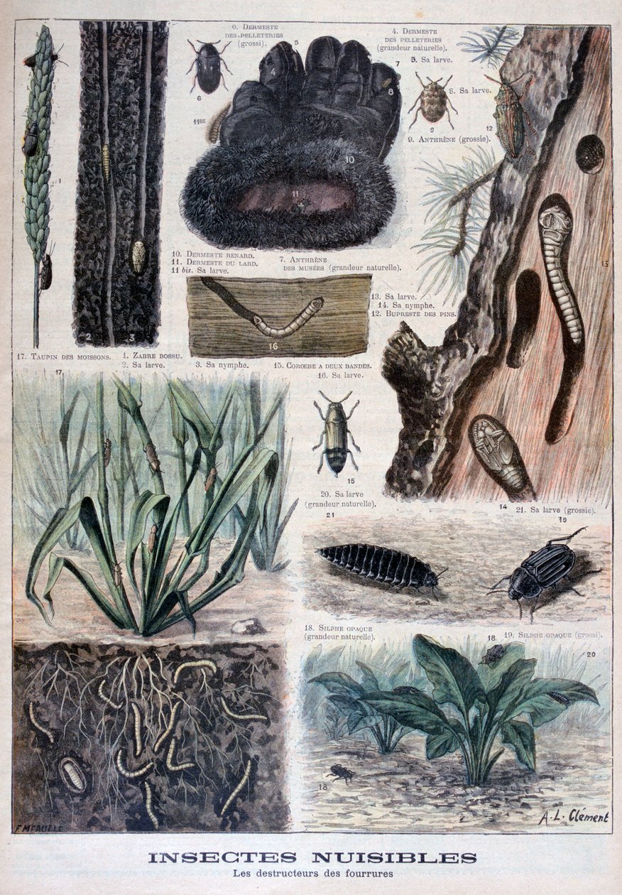 Hmyz škodlivý pro kožešiny, 1897 od Fortuné Méaulle