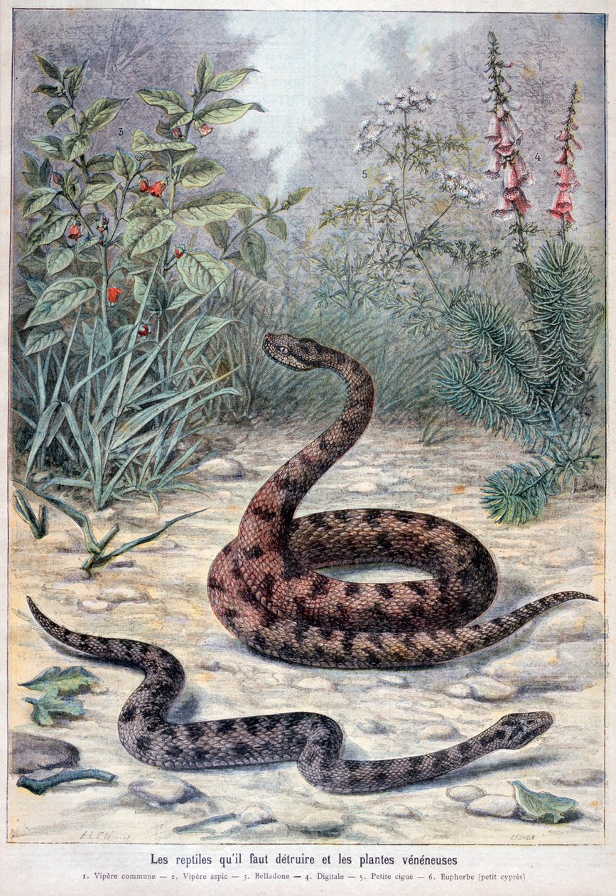 Hadi a jedovaté rostliny, 1897 od Fortuné Méaulle